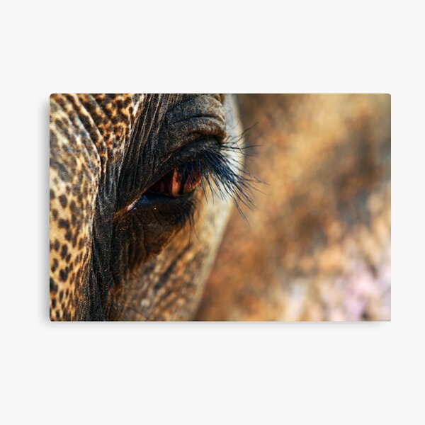 How High? Canvas Print