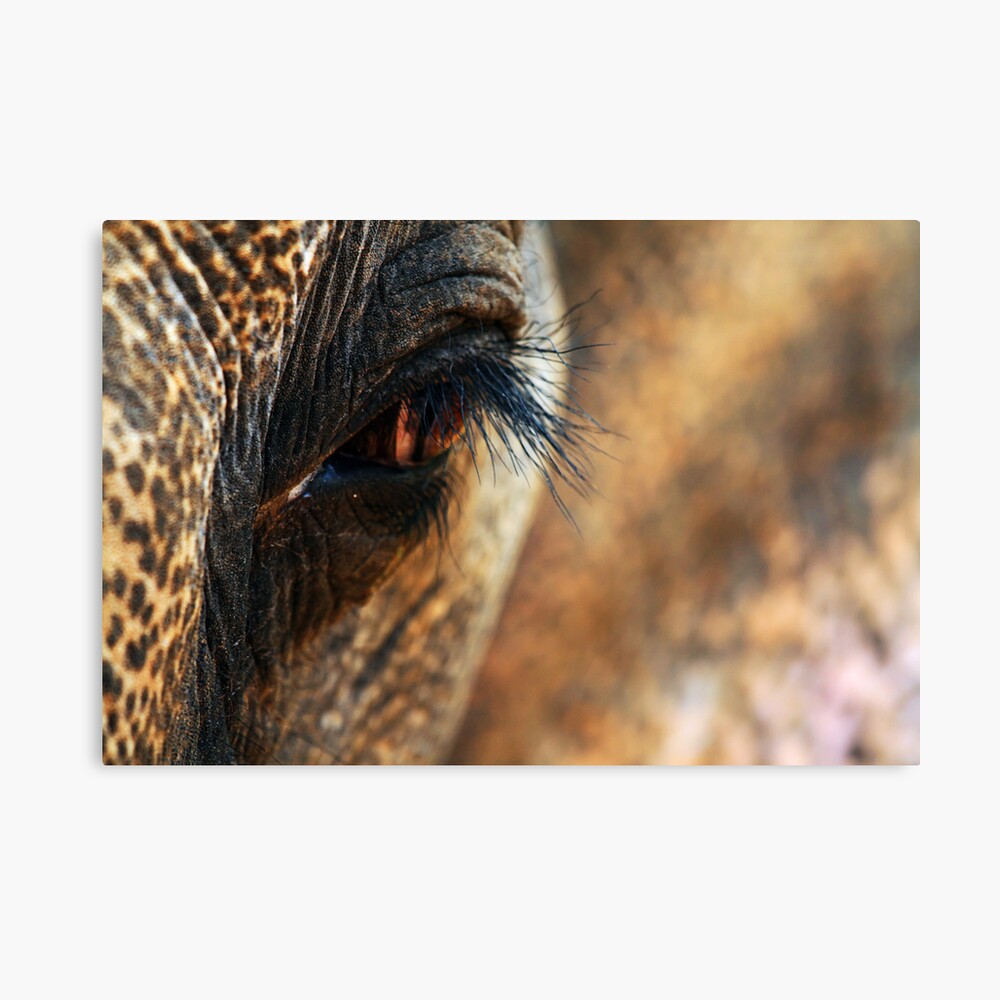 How High? Canvas Print