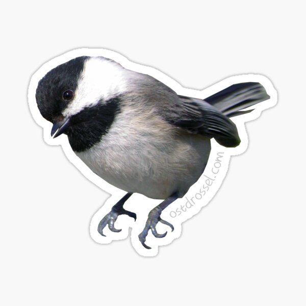 Item preview, Chickadeedeedee designed and sold by Ostdrossel Shop.