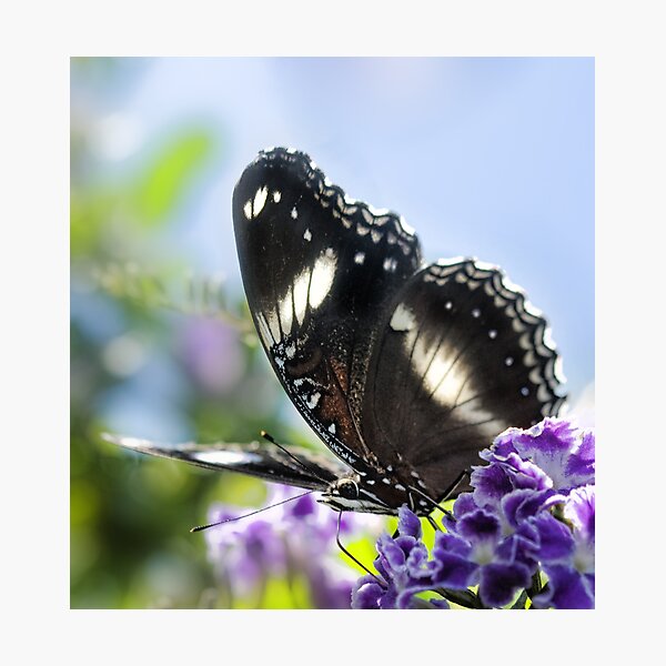 Butterfly above Photographic Print
