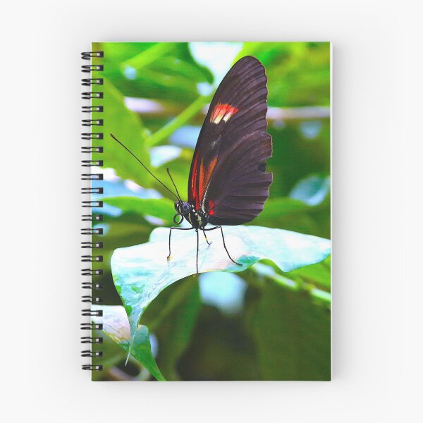 Item preview, butterfly "Heliconius melpomene" designed and sold by dreamtravel.