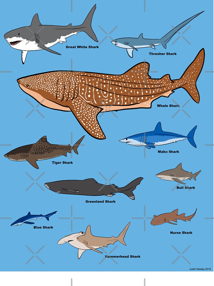 Kids Sketchbook | Sharks