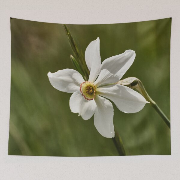 Item preview, Grandalla designed and sold by joan manel zamora.