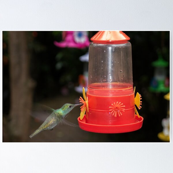 Item preview, Hummingbird at the feeder designed and sold by Philippe Widling.