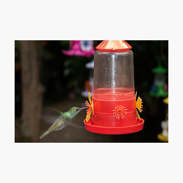 Item preview, Hummingbird at the feeder designed and sold by Philippe Widling.