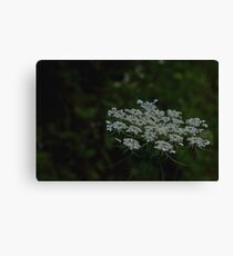Queen Annes Canvas Print