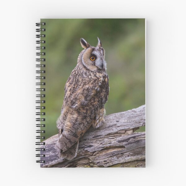 Item preview, Long Eared Owl designed and sold by Kevin Tappenden.
