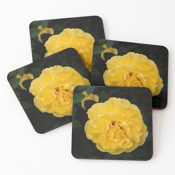Item preview, Blooming Mellow Yellow Floribunda rose in the garden designed and sold by Chee Sim.