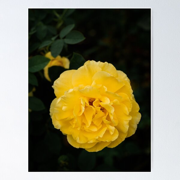 Item preview, Blooming Mellow Yellow Floribunda rose in the garden designed and sold by Chee Sim.