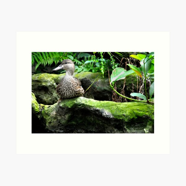 Duck on Rock Art Print