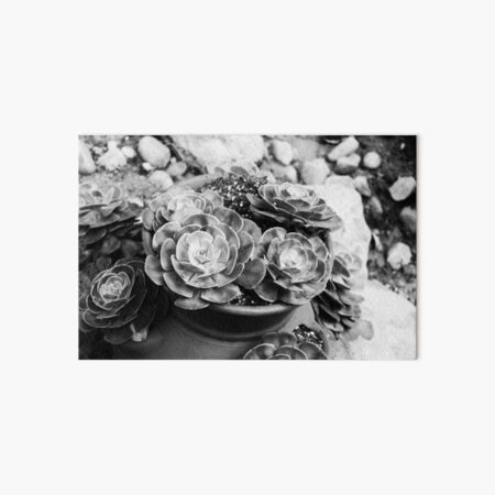 Black and White Succulent Art Board Print