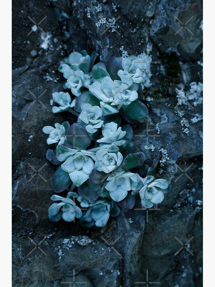 cool blue wild succulents by craftordiy