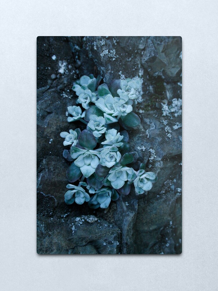 Alternate view of cool blue wild succulents Metal Print