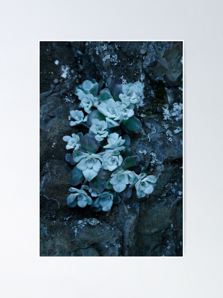 Alternate view of cool blue wild succulents Poster