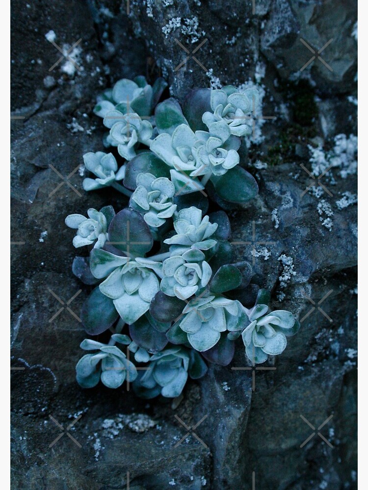 cool blue wild succulents by craftordiy