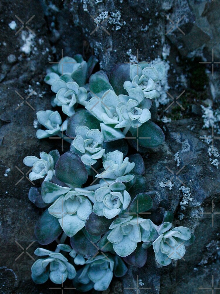 cool blue wild succulents by craftordiy