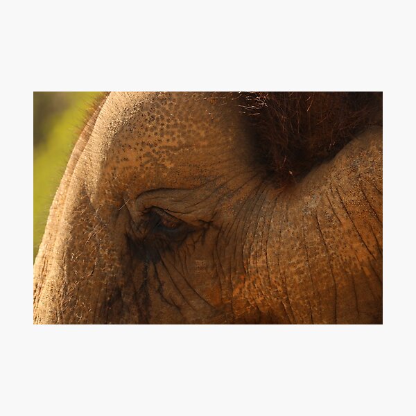 Elephant Eye Photographic Print