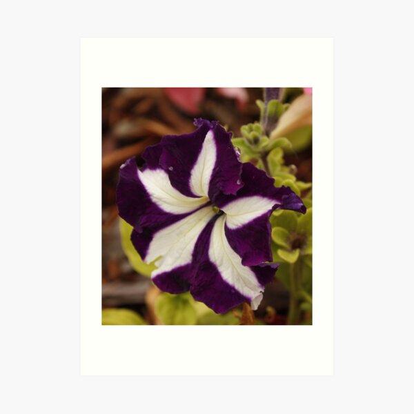 Purple and White Art Print
