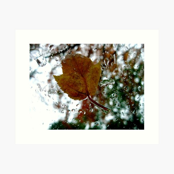 leaf on a windshield Art Print