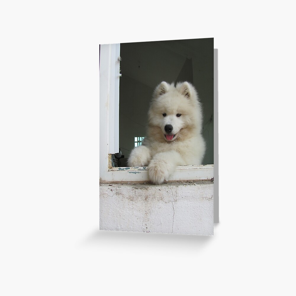 Wie Viel Kostet Das Hundchen Im Fenster Postkarte Von Feldra Redbubble