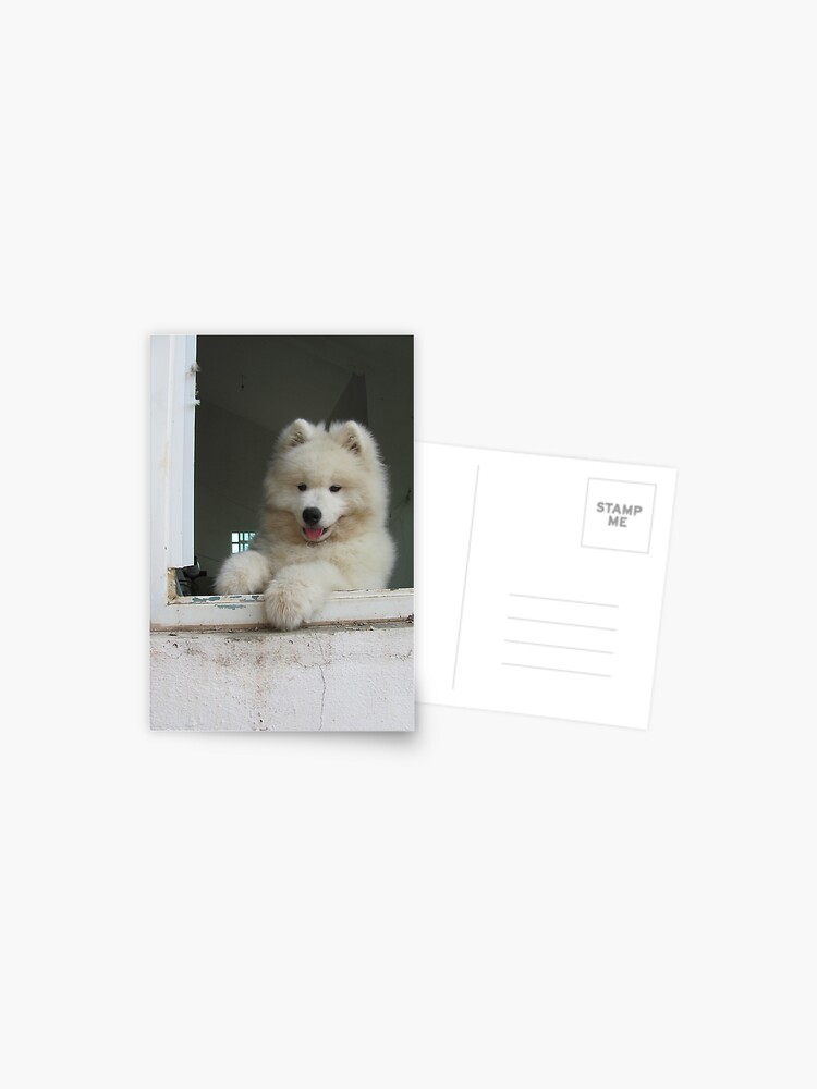 Wie Viel Kostet Das Hundchen Im Fenster Postkarte Von Feldra Redbubble