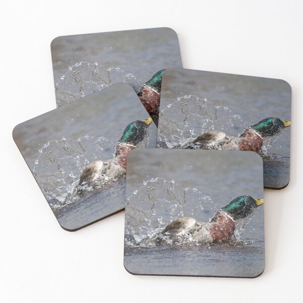 Item preview, Mallard splash designed and sold by GreyFeatherPhot.