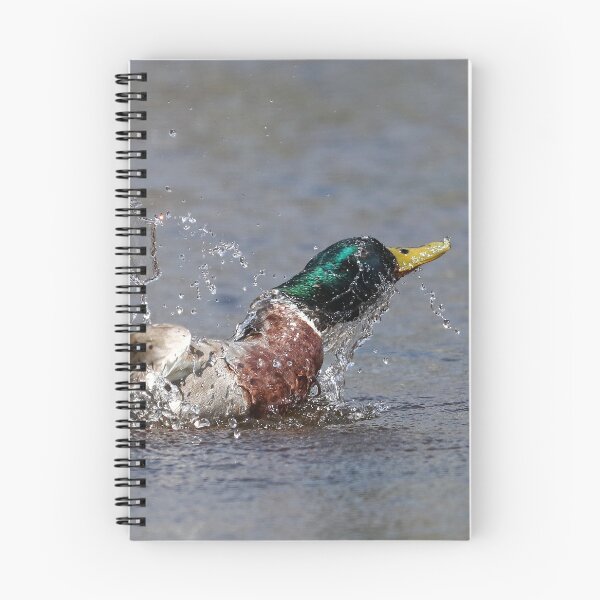 Item preview, Mallard splash designed and sold by GreyFeatherPhot.