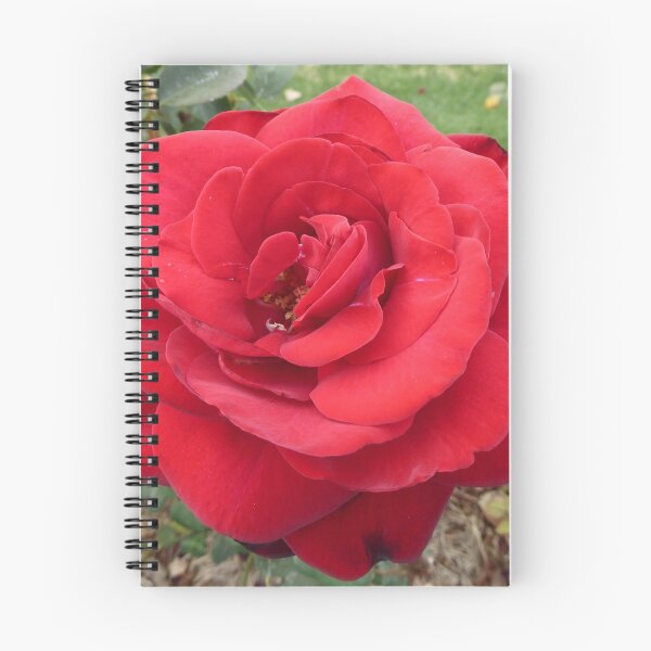 Item preview, Beautiful Red Autumn Rose, South Terrace Gardens, C.B.D Adelaide. designed and sold by RitaBlom.