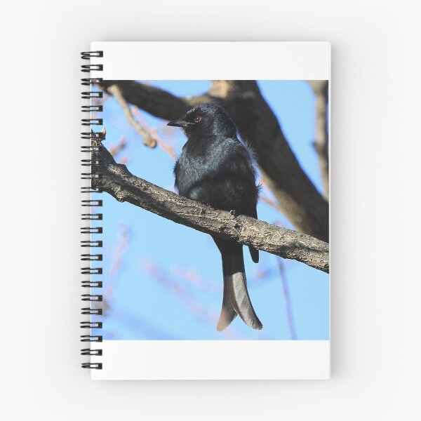 Item preview, Fork- tailed Drongo designed and sold by Chantelle Benade.