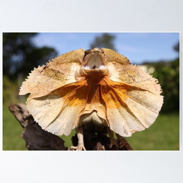 Item preview, Frilly designed and sold by Steve Bullock.