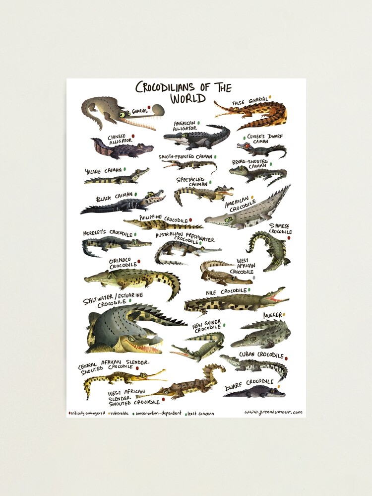 Crocodilians of the World Photographic Print