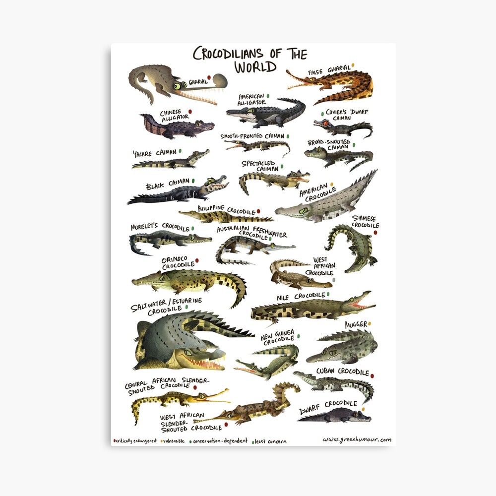 Crocodilians of the World Photographic Print