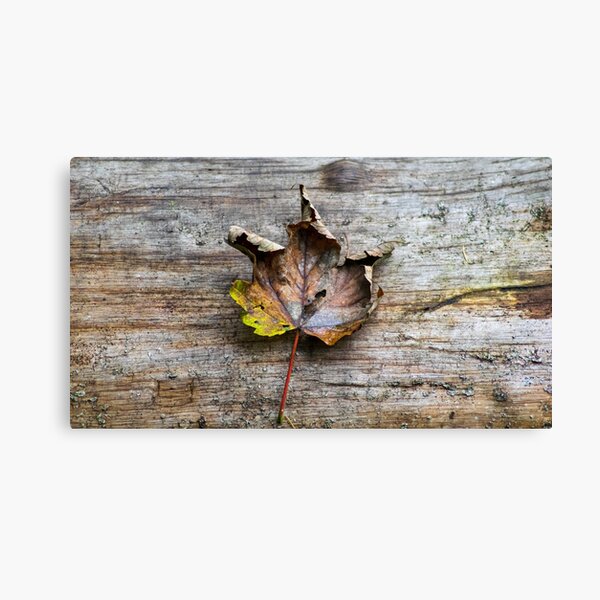 Leaf on Log Canvas Print