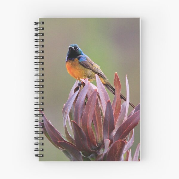 Item preview, Orange- breasted Sunbird designed and sold by Chantelle Benade.