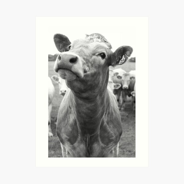 Inquisitive Cow Art Print