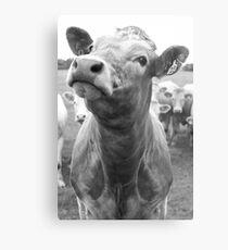 Inquisitive Cow Metal Print