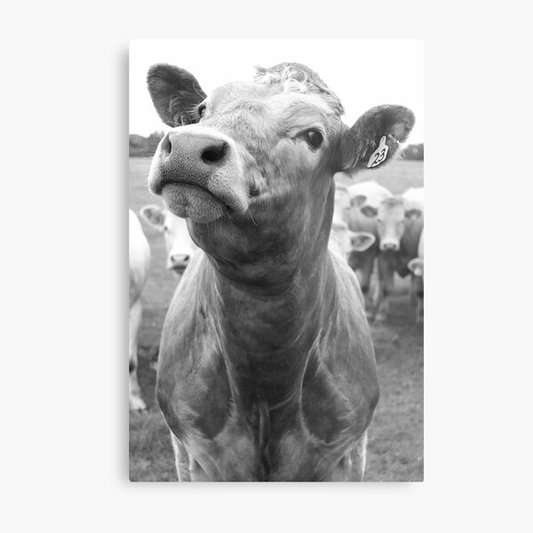 Inquisitive Cow Metal Print