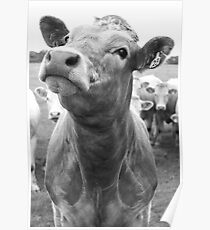 Inquisitive Cow Poster