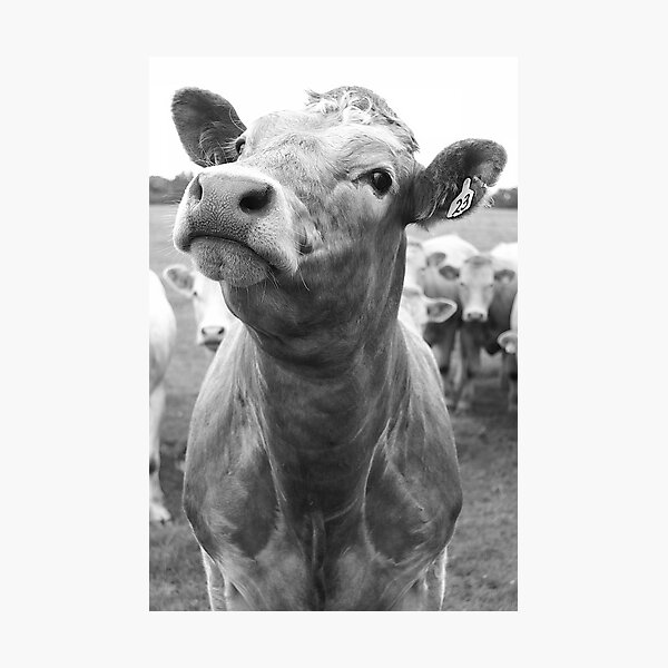 Inquisitive Cow Photographic Print