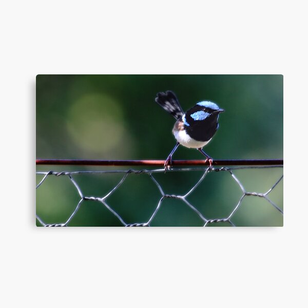 Blue Wren Canvas Print