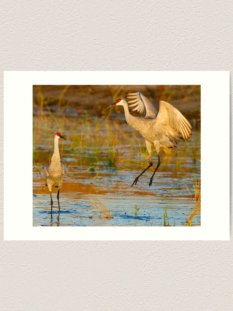 Alternate view of Beginning the Dance Art Print