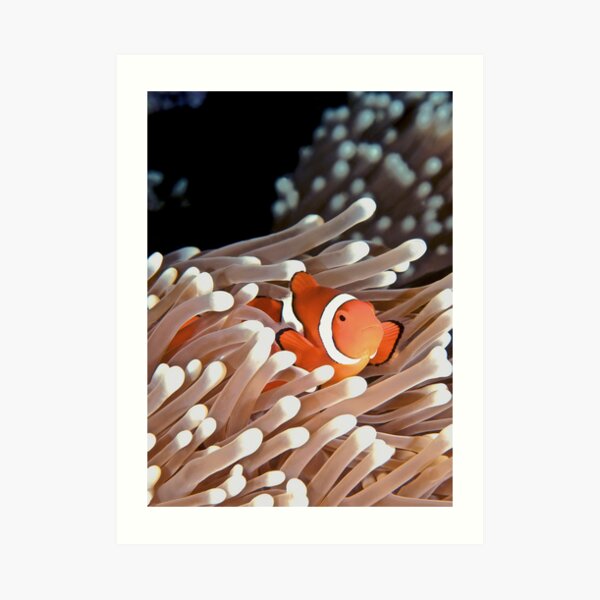 Anemonefish Art Print