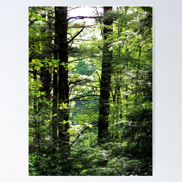 Artikelvorschau, Through the Trees entworfen und verkauft von Gary Adams.