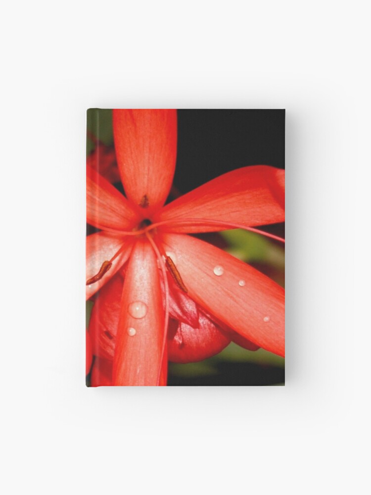 Cuaderno de tapa dura «Flor roja de Santa Cruz Sunset Begonia» de  Flower-137 | Redbubble