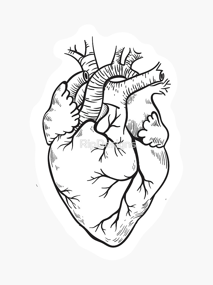 "Black and White Anatomical Heart Sticker" Sticker for Sale by RipDesigns Redbubble