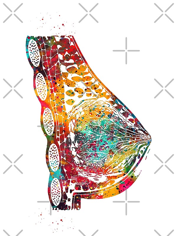 &ldquo;Breast anatomy&rdquo; by erzebetth | Redbubble