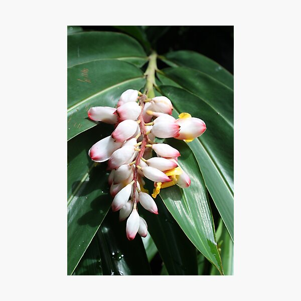Item preview, Fabulous Flowers in Fiji designed and sold by Bami.