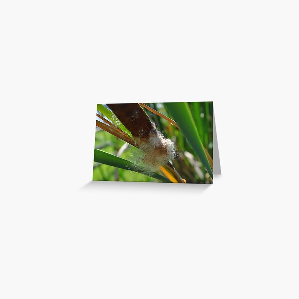 Shedding my Coat Greeting Card
