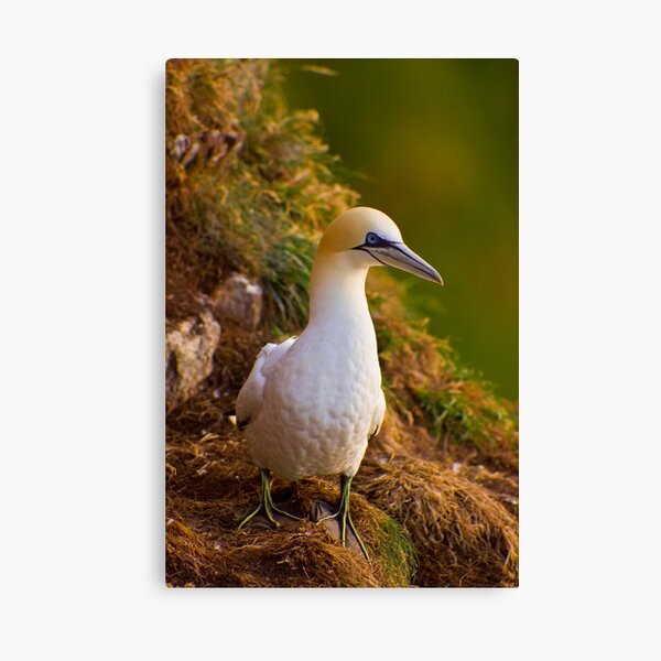 Item preview, Northern Gannet (Morus bassanus) sitting on cliff designed and sold by Gabor Pozsgai.