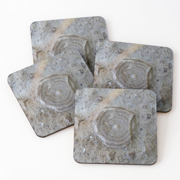 Item preview, Fossil nummulite, a large single-celled organism designed and sold by Zosimus.